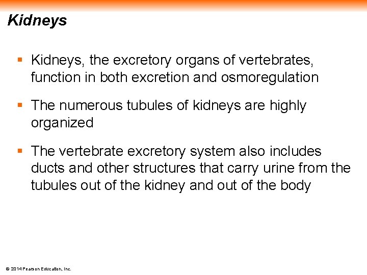 Kidneys § Kidneys, the excretory organs of vertebrates, function in both excretion and osmoregulation