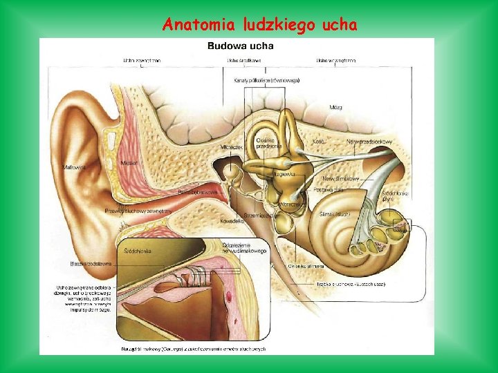 Anatomia ludzkiego ucha Anatomia ludzkiego ucha
