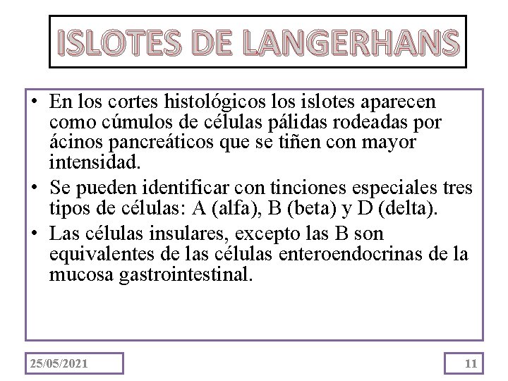 ISLOTES DE LANGERHANS • En los cortes histológicos los islotes aparecen como cúmulos de