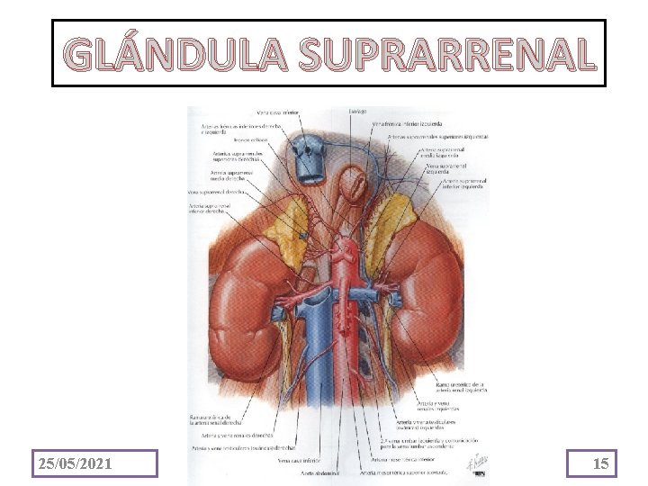 GLÁNDULA SUPRARRENAL 25/05/2021 15 