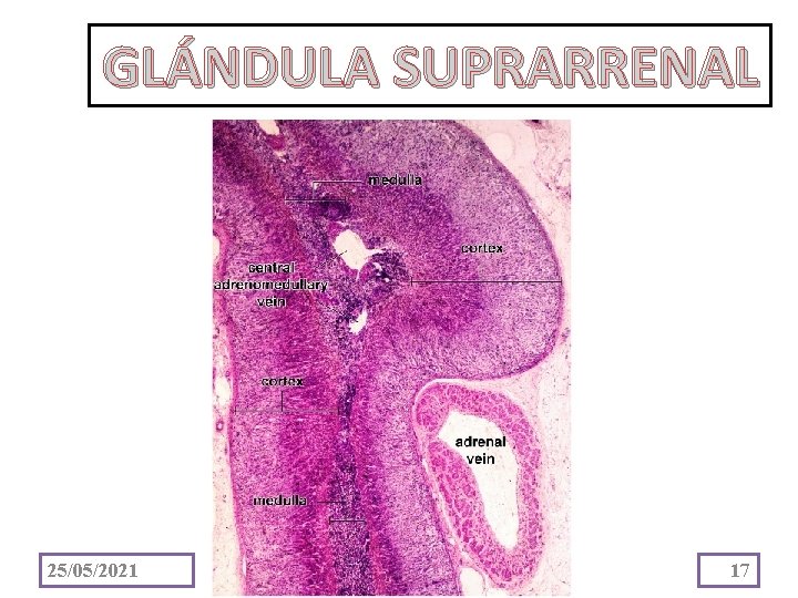 GLÁNDULA SUPRARRENAL 25/05/2021 17 