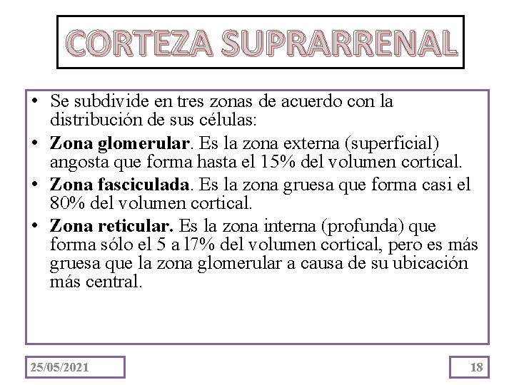 CORTEZA SUPRARRENAL • Se subdivide en tres zonas de acuerdo con la distribución de