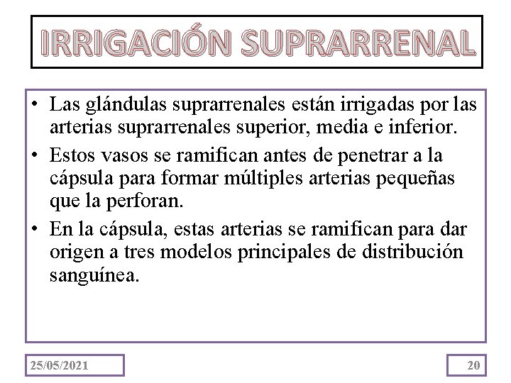 IRRIGACIÓN SUPRARRENAL • Las glándulas suprarrenales están irrigadas por las arterias suprarrenales superior, media