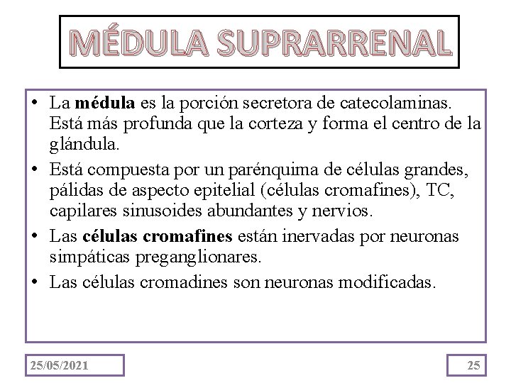 MÉDULA SUPRARRENAL • La médula es la porción secretora de catecolaminas. Está más profunda