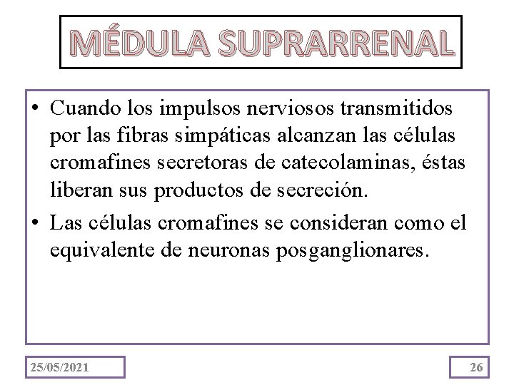 MÉDULA SUPRARRENAL • Cuando los impulsos nerviosos transmitidos por las fibras simpáticas alcanzan las