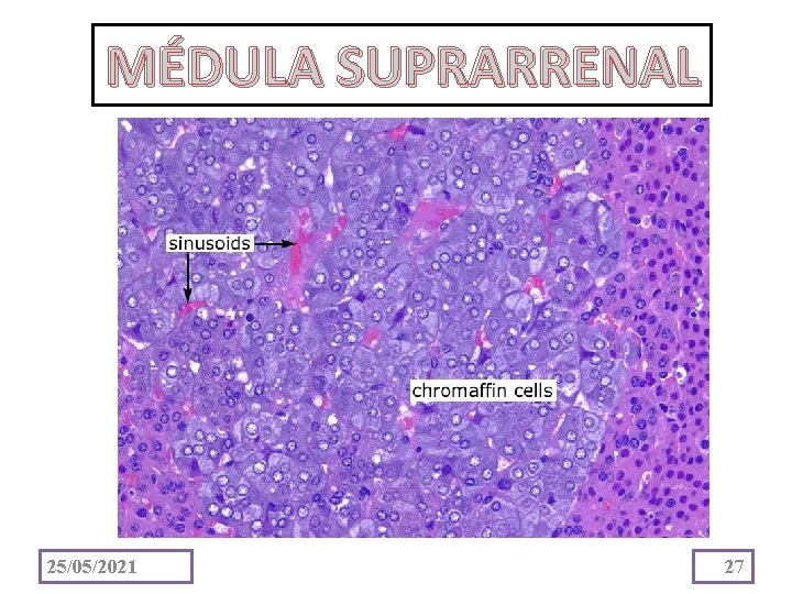 MÉDULA SUPRARRENAL 25/05/2021 27 