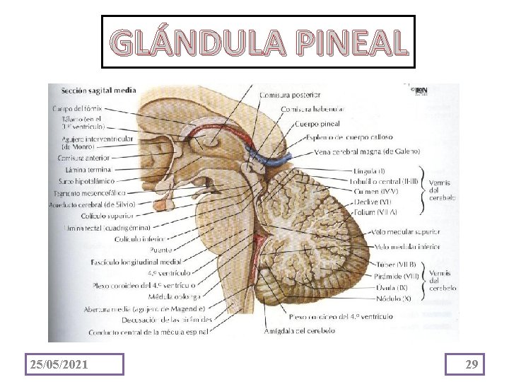 GLÁNDULA PINEAL 25/05/2021 29 