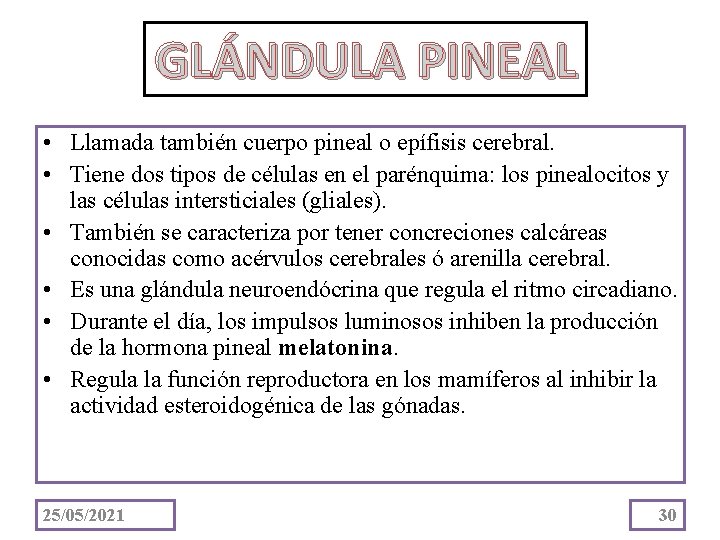 GLÁNDULA PINEAL • Llamada también cuerpo pineal o epífisis cerebral. • Tiene dos tipos