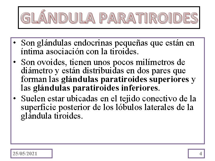 GLÁNDULA PARATIROIDES • Son glándulas endocrinas pequeñas que están en íntima asociación con la