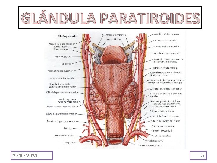 GLÁNDULA PARATIROIDES 25/05/2021 5 