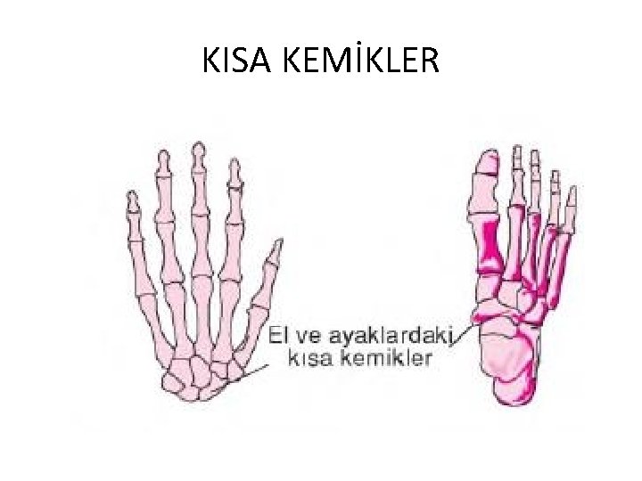 KISA KEMİKLER 