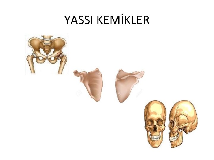 YASSI KEMİKLER 