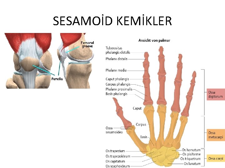 SESAMOİD KEMİKLER 