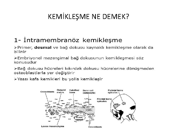 KEMİKLEŞME NE DEMEK? 