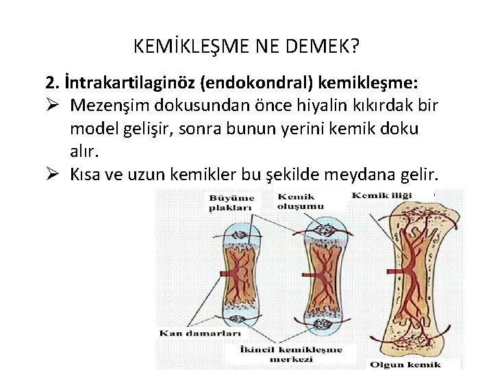 KEMİKLEŞME NE DEMEK? 2. İntrakartilaginöz (endokondral) kemikleşme: Ø Mezenşim dokusundan önce hiyalin kıkırdak bir