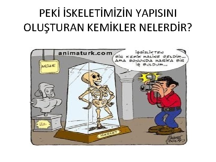 PEKİ İSKELETİMİZİN YAPISINI OLUŞTURAN KEMİKLER NELERDİR? 