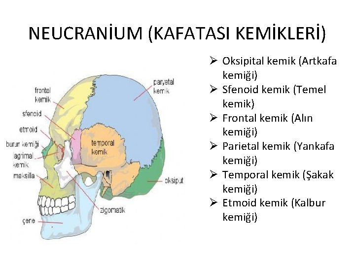 NEUCRANİUM (KAFATASI KEMİKLERİ) Ø Oksipital kemik (Artkafa kemiği) Ø Sfenoid kemik (Temel kemik) Ø