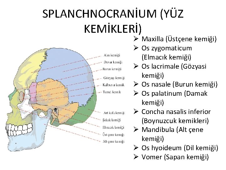 SPLANCHNOCRANİUM (YÜZ KEMİKLERİ) Ø Maxilla (Üstçene kemiği) Ø Os zygomaticum (Elmacık kemiği) Ø Os