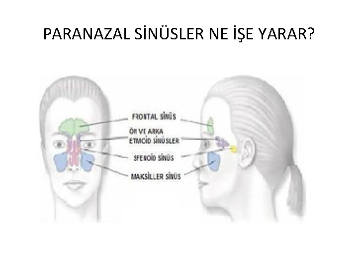 PARANAZAL SİNÜSLER NE İŞE YARAR? 