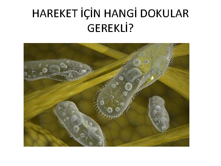 HAREKET İÇİN HANGİ DOKULAR GEREKLİ? 