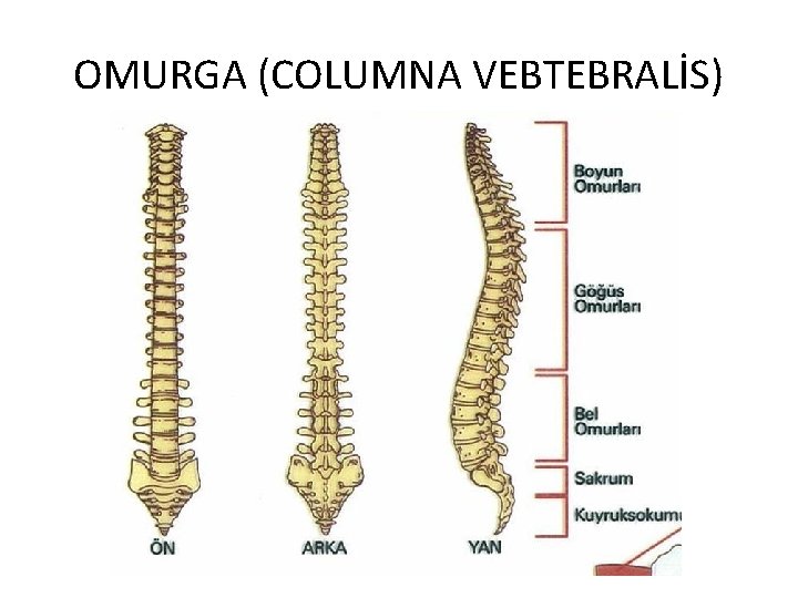 OMURGA (COLUMNA VEBTEBRALİS) 