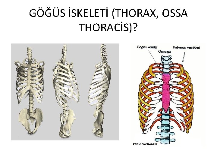 GÖĞÜS İSKELETİ (THORAX, OSSA THORACİS)? 