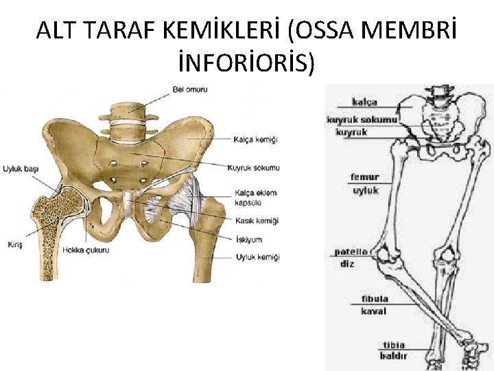 ALT TARAF KEMİKLERİ (OSSA MEMBRİ İNFORİORİS) 