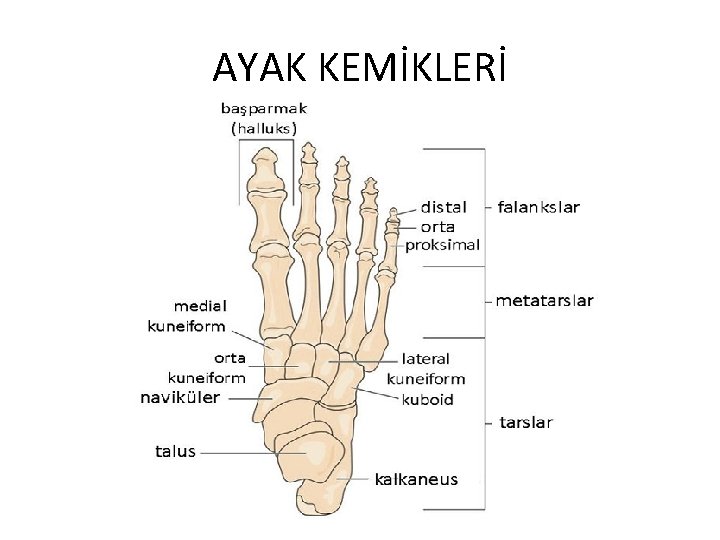 AYAK KEMİKLERİ 