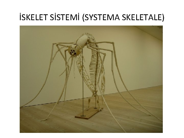 İSKELET SİSTEMİ (SYSTEMA SKELETALE) 