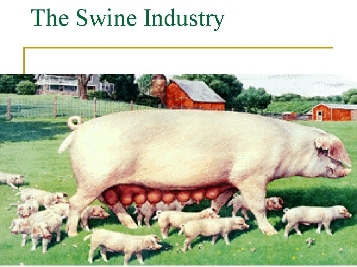 The Swine Industry 