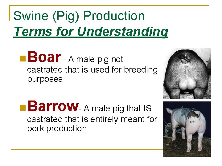 Swine (Pig) Production Terms for Understanding n Boar– A male pig not castrated that