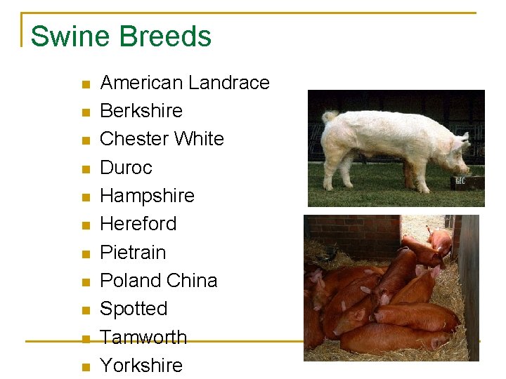 Swine Breeds n n n American Landrace Berkshire Chester White Duroc Hampshire Hereford Pietrain