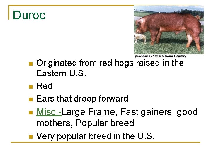 Duroc n n n Originated from red hogs raised in the Eastern U. S.