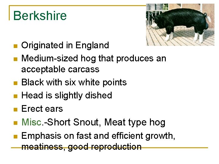 Berkshire n Originated in England Medium-sized hog that produces an acceptable carcass Black with