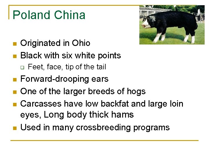 Poland China n n Originated in Ohio Black with six white points q n