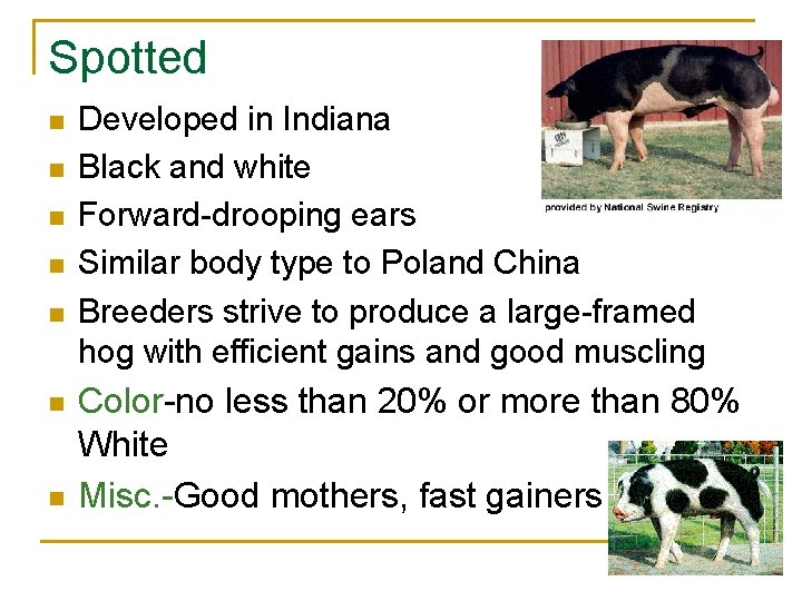 Spotted n n n n Developed in Indiana Black and white Forward-drooping ears Similar