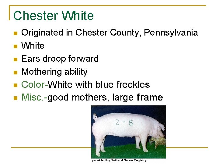 Chester White n n n Originated in Chester County, Pennsylvania White Ears droop forward