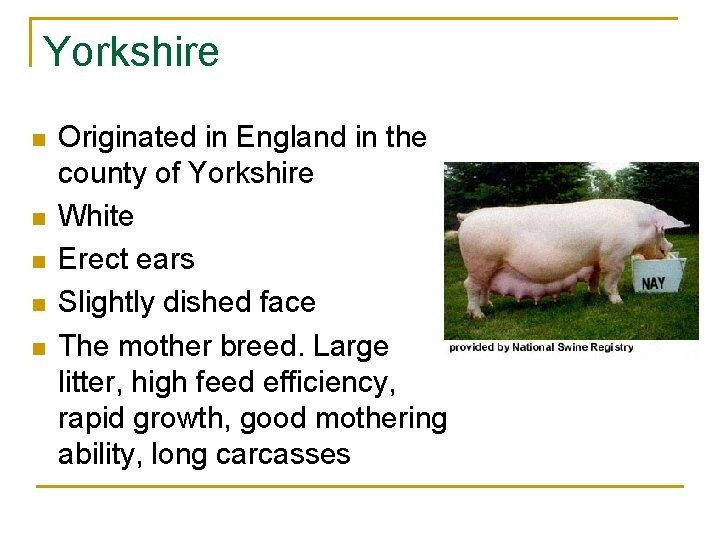 Yorkshire n n n Originated in England in the county of Yorkshire White Erect