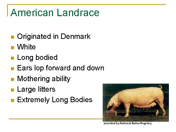 American Landrace n n n n Originated in Denmark White Long bodied Ears lop