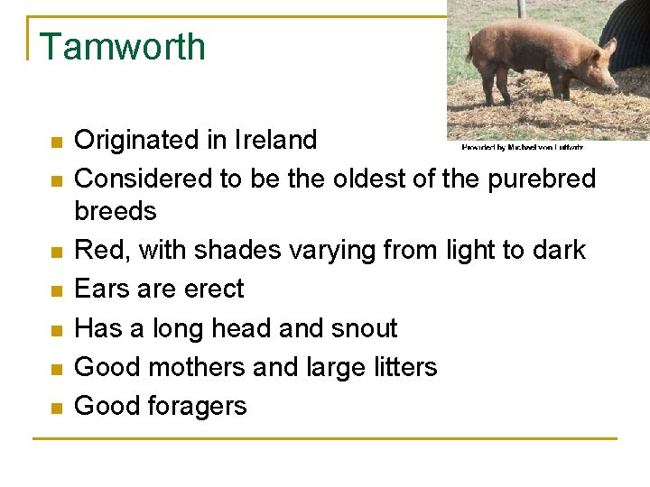 Tamworth n n n n Originated in Ireland Considered to be the oldest of
