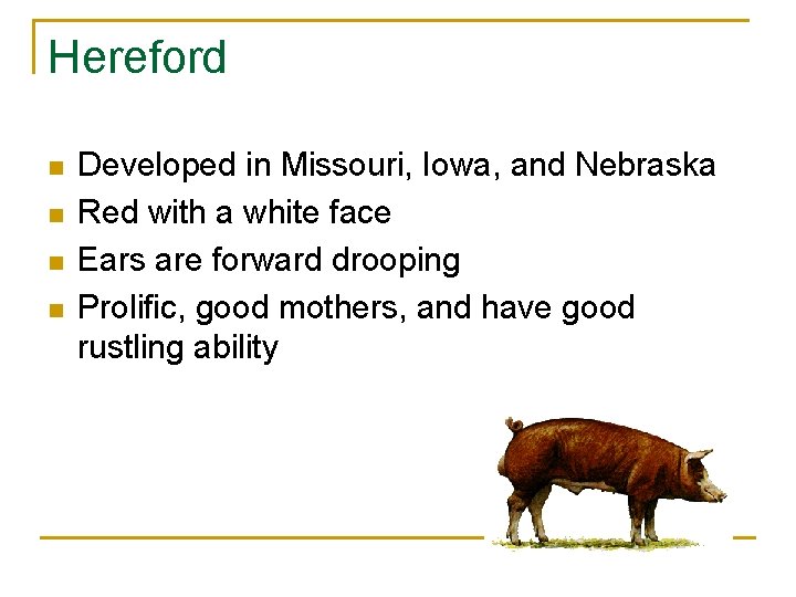 Hereford n n Developed in Missouri, Iowa, and Nebraska Red with a white face