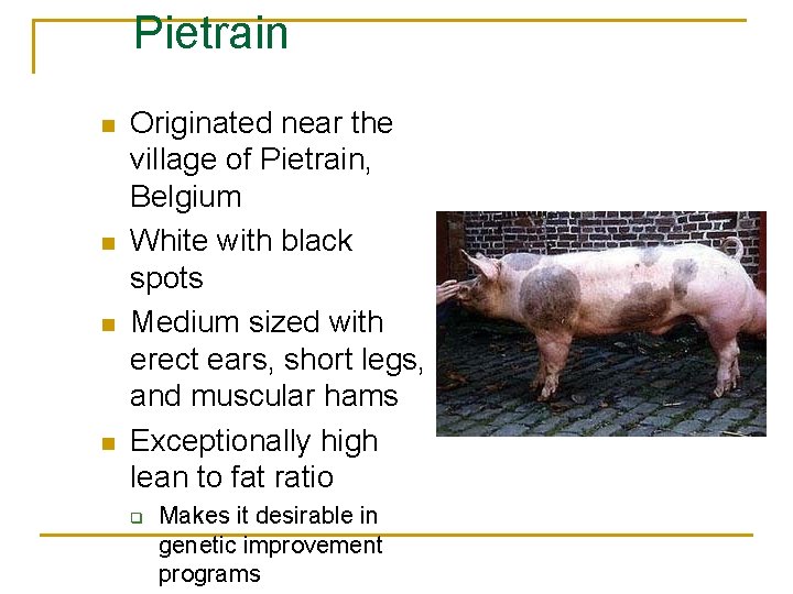 Pietrain n n Originated near the village of Pietrain, Belgium White with black spots