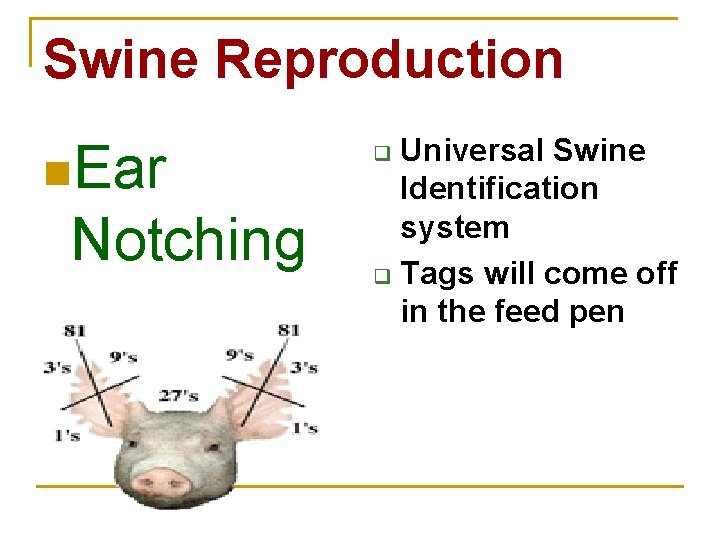 Swine Reproduction n. Ear Notching Universal Swine Identification system q Tags will come off