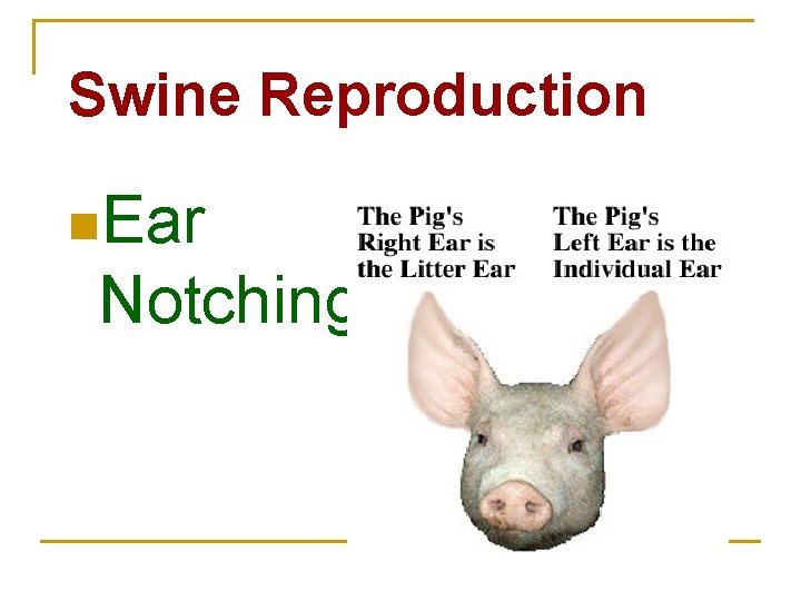 Swine Reproduction n. Ear Notching 