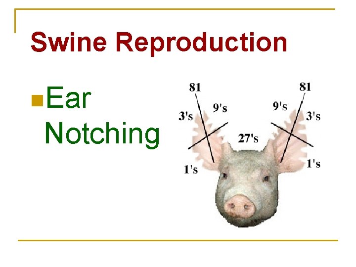 Swine Reproduction n. Ear Notching 