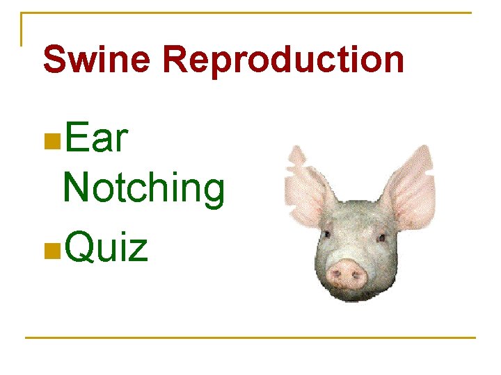 Swine Reproduction n. Ear Notching n. Quiz 