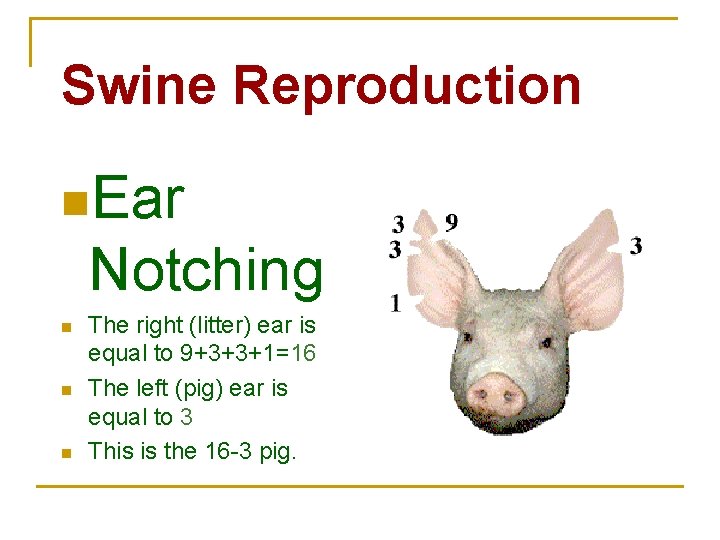 Swine Reproduction n. Ear Notching n n n The right (litter) ear is equal