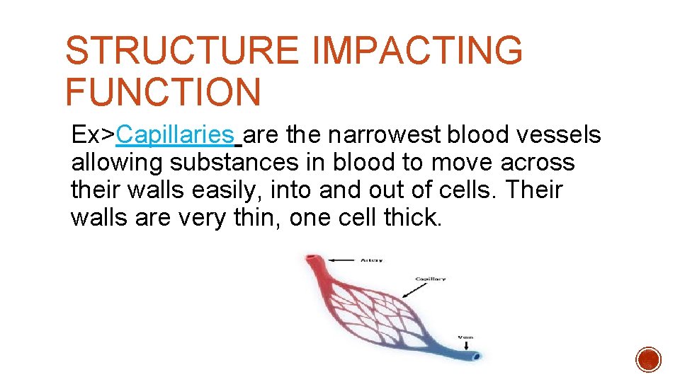 STRUCTURE IMPACTING FUNCTION Ex>Capillaries are the narrowest blood vessels allowing substances in blood to STRUCTURE IMPACTING FUNCTION Ex>Capillaries are the narrowest blood vessels allowing substances in blood to
