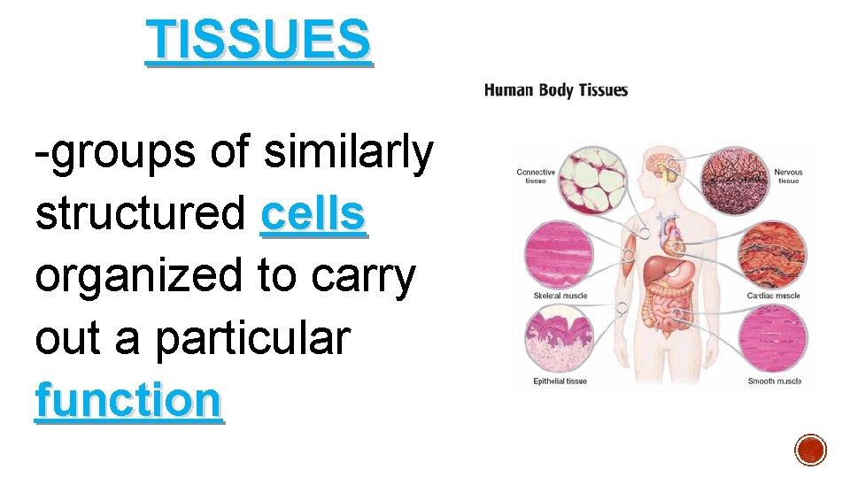 TISSUES -groups of similarly structured cells organized to carry out a particular function TISSUES -groups of similarly structured cells organized to carry out a particular function