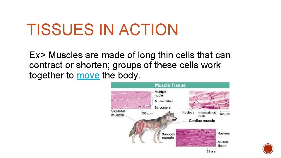 TISSUES IN ACTION Ex> Muscles are made of long thin cells that can contract TISSUES IN ACTION Ex> Muscles are made of long thin cells that can contract